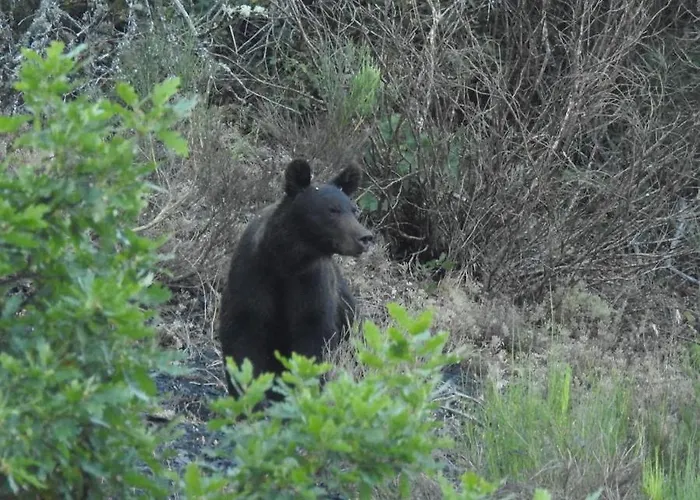 Rural La Campanona Villager de Laciana